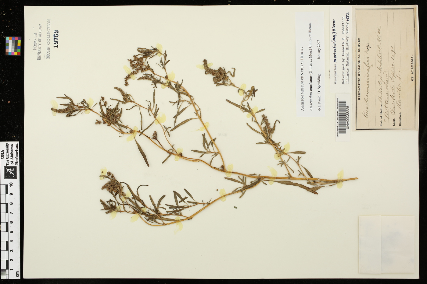 Amaranthus muricatus image