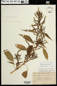 Amaranthus australis image