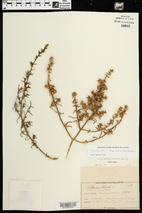 Salsola kali subsp. pontica image