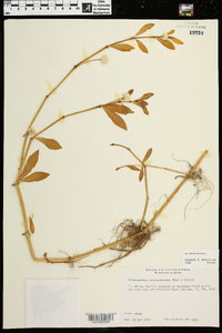 Alternanthera philoxeroides image