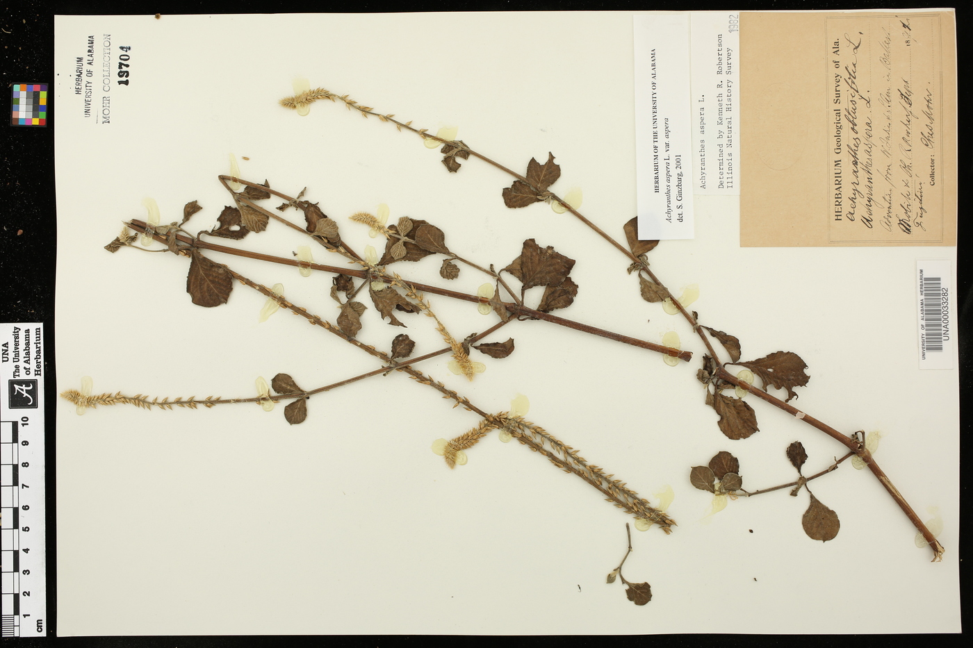 Achyranthes aspera var. aspera image