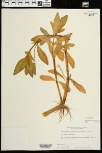 Alternanthera philoxeroides image