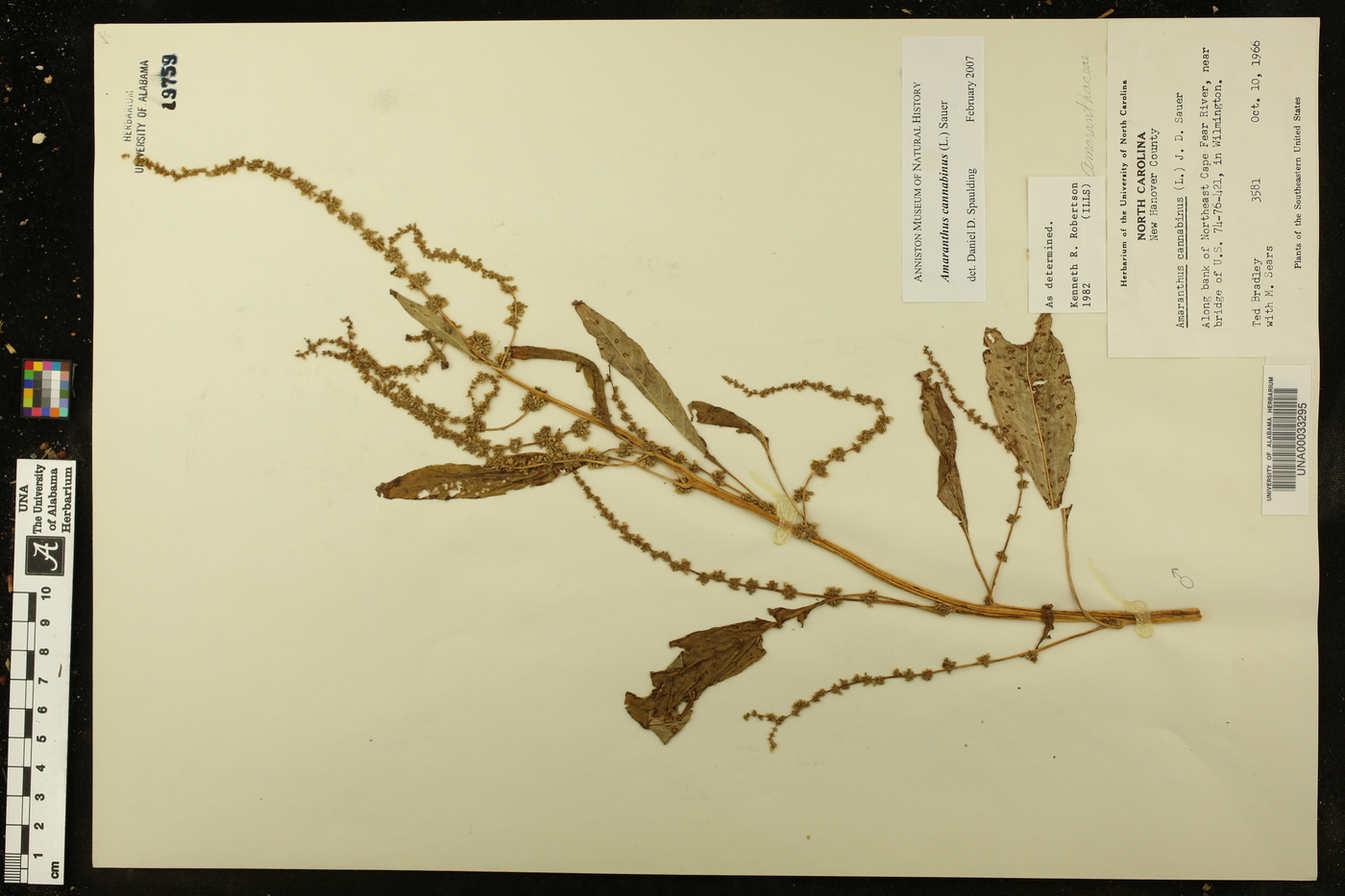 Amaranthus cannabinus image