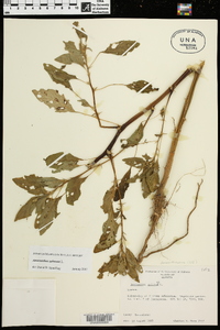 Amaranthus spinosus image