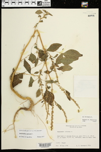 Amaranthus spinosus image