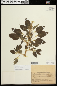 Amaranthus spinosus image