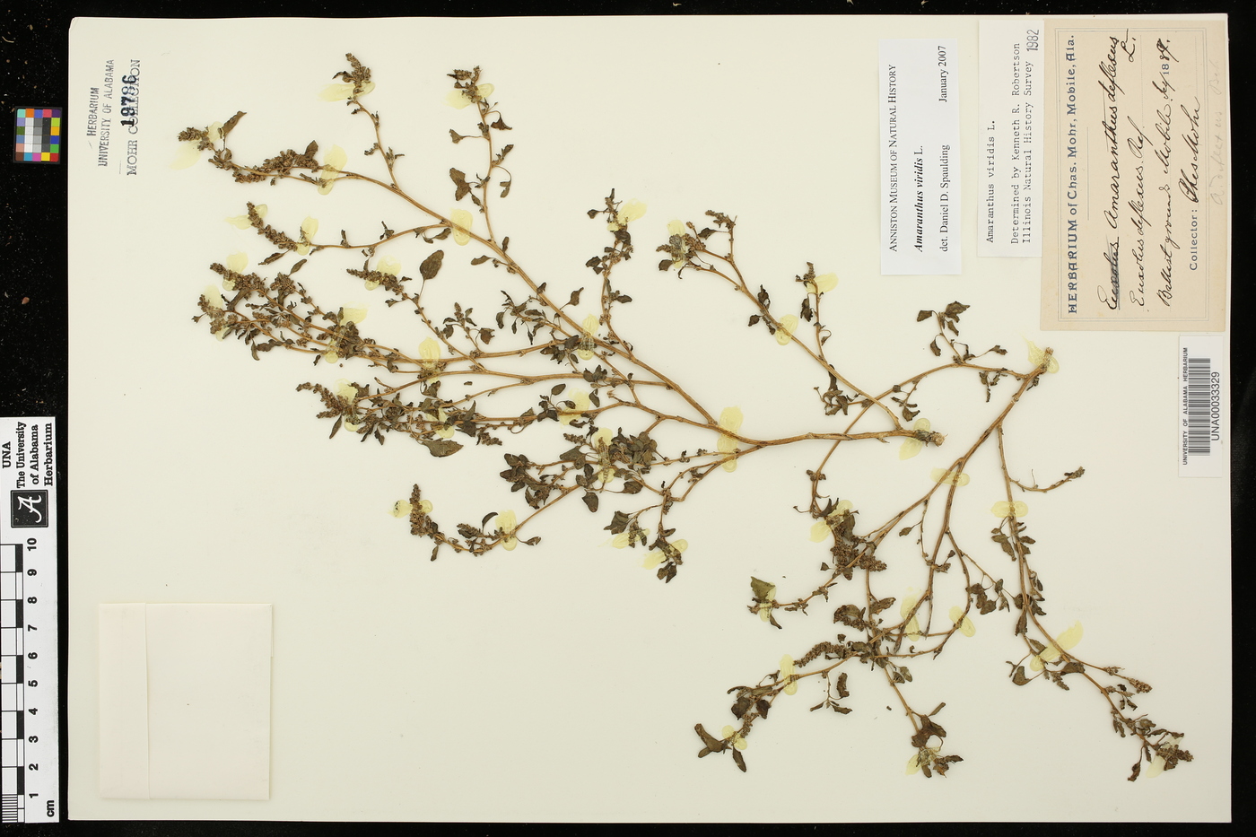 Amaranthus viridis image