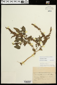 Amaranthus viridis image