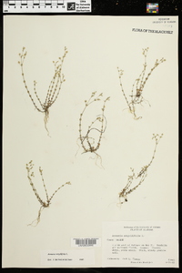 Arenaria serpyllifolia image