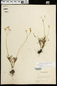 Phemeranthus mengesii image