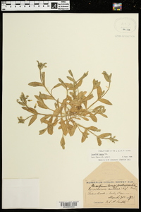 Cerastium nutans image