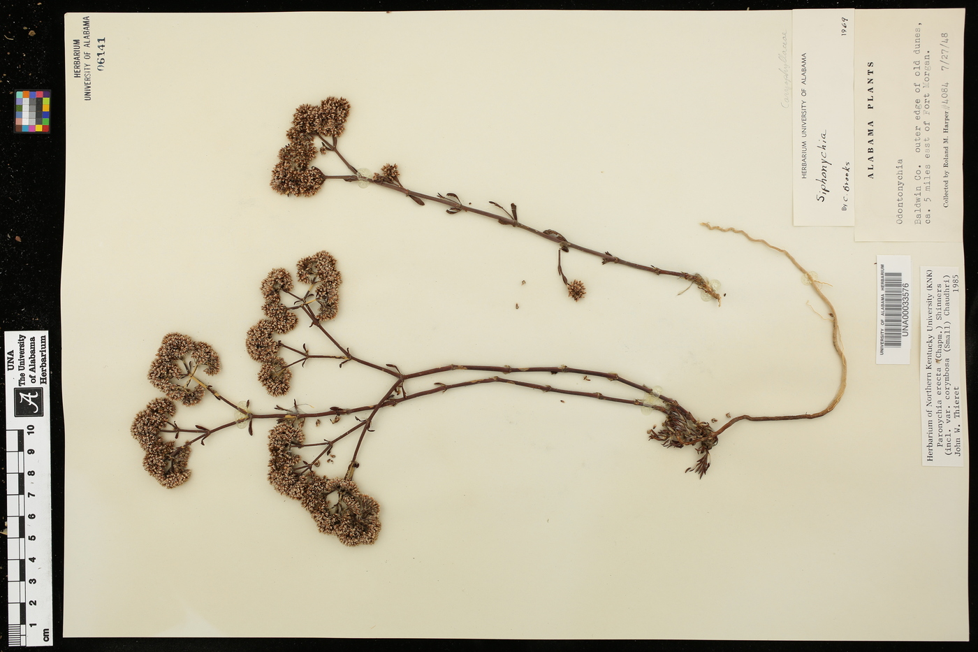 Paronychia erecta image