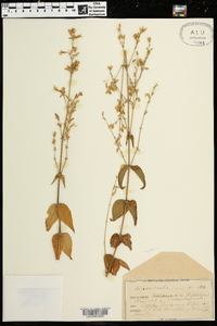 Silene ovata image