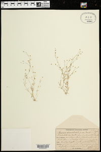 Sagina decumbens subsp. decumbens image