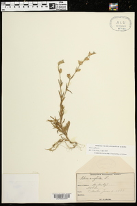 Silene gallica image