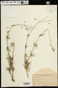 Spergula arvensis image