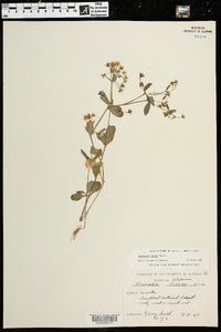 Stellaria pubera image