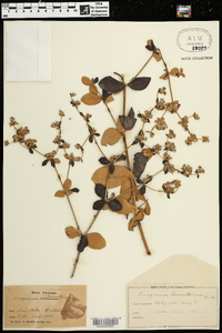 Eriogonum tomentosum image