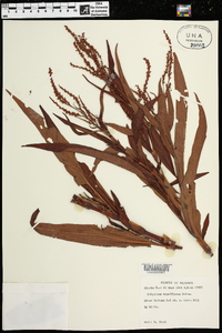 Polygonum densiflorum image