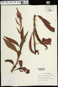 Polygonum densiflorum image