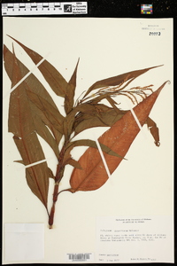 Polygonum densiflorum image