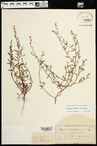 Polygonum aviculare subsp. aviculare image