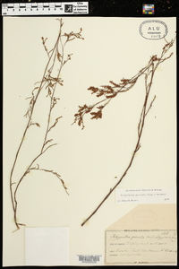 Polygonella gracilis image