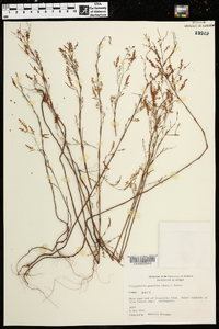 Polygonella gracilis image