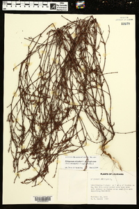 Polygonum aviculare subsp. neglectum image