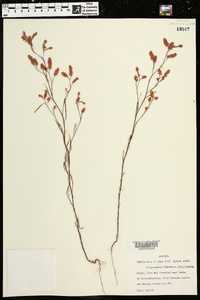 Polygonella fimbriata image