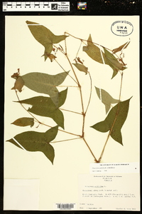 Persicaria arifolia image