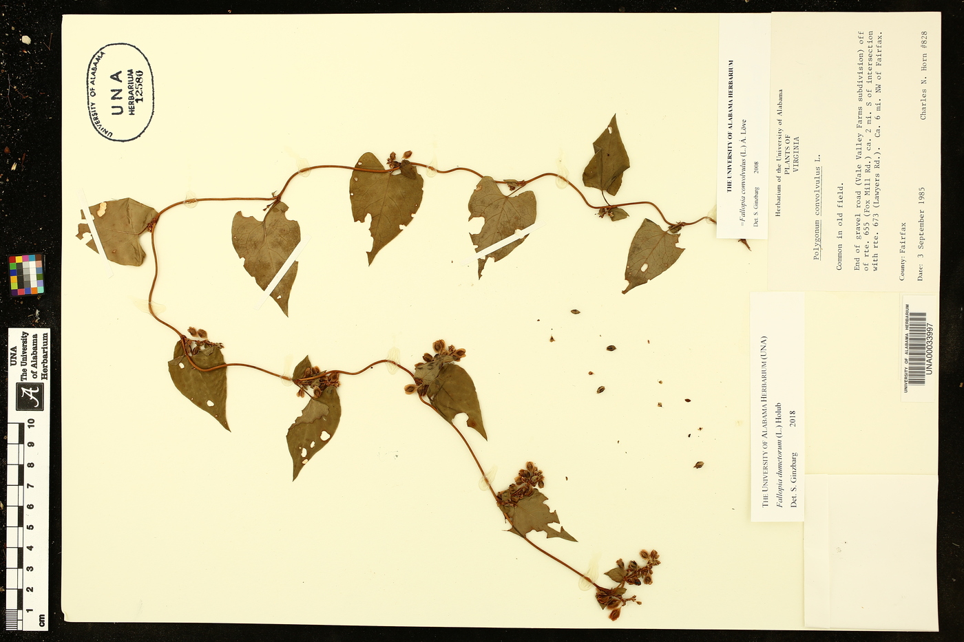 Fallopia dumetorum image