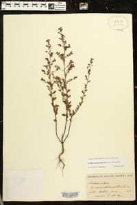 Lechea mucronata image