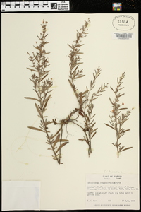 Helianthemum rosmarinifolium image