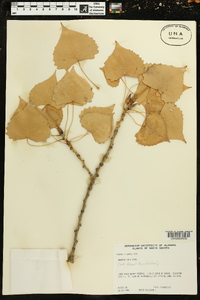 Populus deltoides subsp. monilifera image