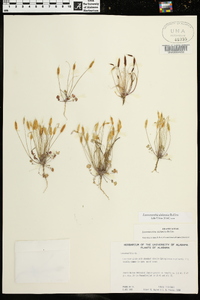 Leavenworthia alabamica image