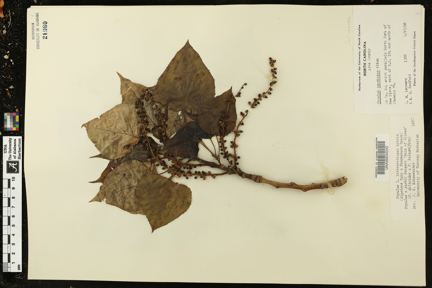 Populus × jackii image