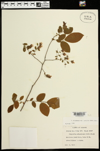 Vaccinium stamineum var. sericeum image