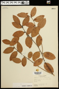 Leucothoe axillaris image