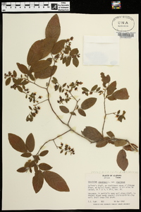 Vaccinium stamineum var. stamineum image