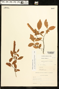 Eubotrys racemosa image