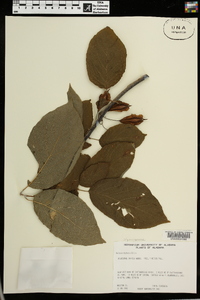 Halesia diptera image