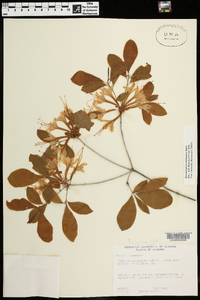 Rhododendron alabamense image