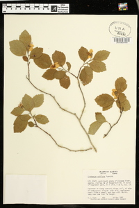 Crataegus uniflora image