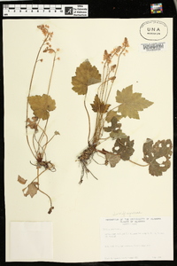 Tiarella cordifolia image