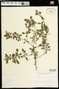 Crataegus spathulata image