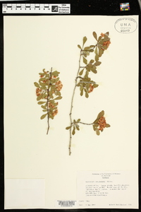 Crataegus spathulata image