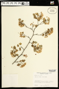 Crataegus marshallii image