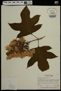 Hydrangea quercifolia image