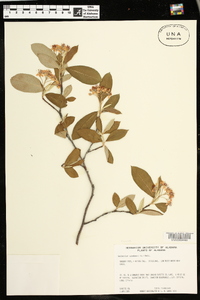 Amelanchier canadensis image